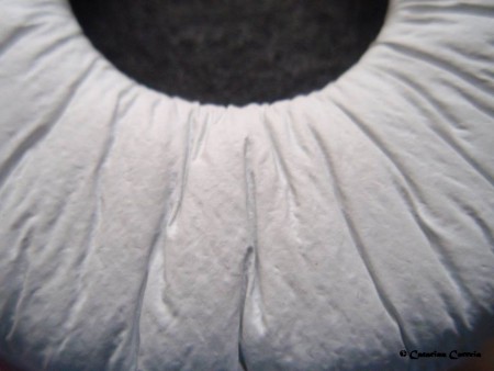 CATARINA CORREIA - EXIF: não disponível